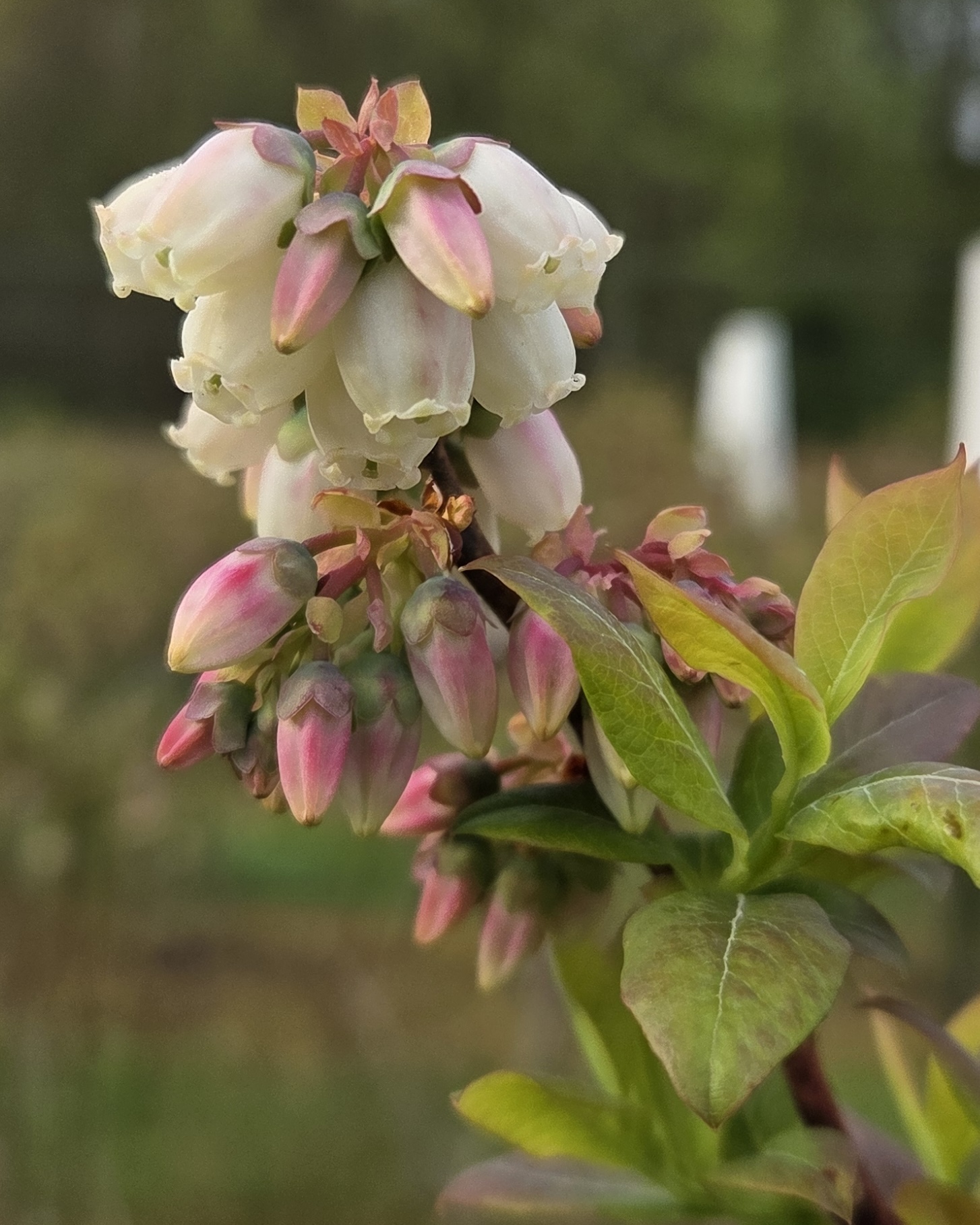 20250506_Bluecrop_Mike Reinke.jpg